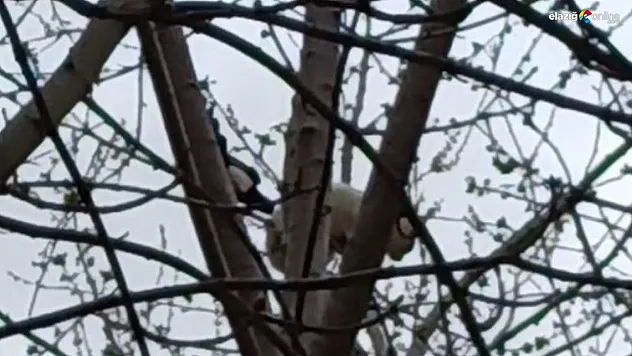 Saksağan ağaçtaki kediyi gagasıyla vurarak düşürmeye çalıştı