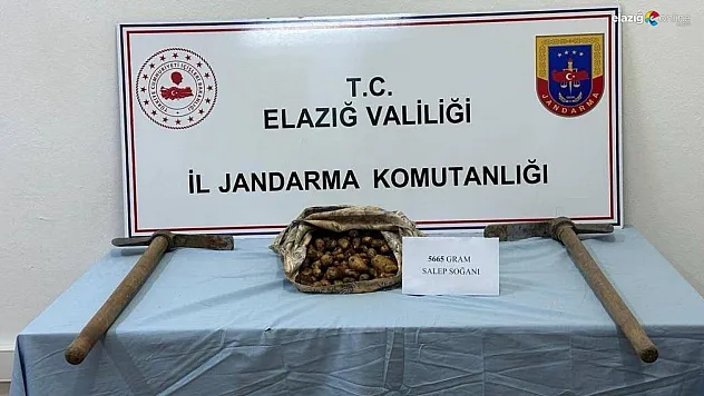 Salep soğanı toplayan şahsa suçüstü!