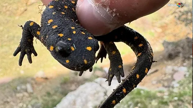 'Sarı benekli semender' bu defa Alacakaya'da görüldü