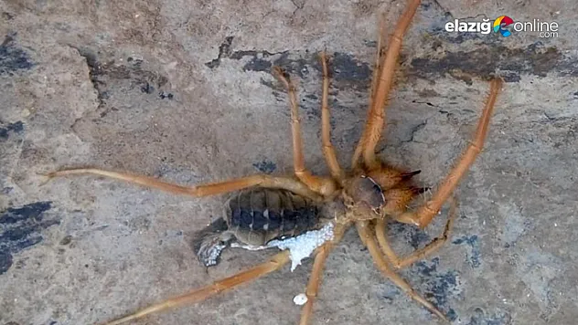 Sarı kız Örümceği köylülere korku yaşattı