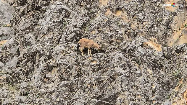 Onlar sarp kayalıkların ustası!
