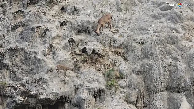 Karakoçan ve Mazgirt Arasında Dağ Keçilerinin Nefes Kesen Anları Kamerada!
