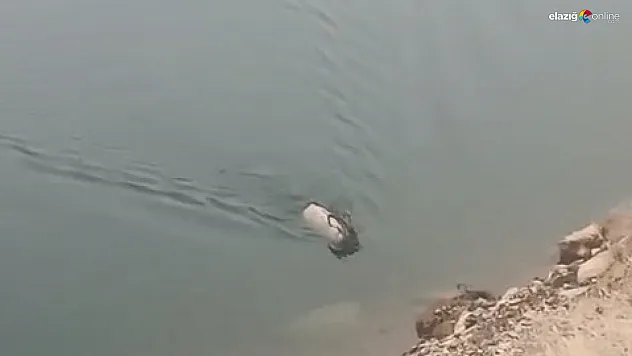 Sarp kayalıkları bıraktı, serin sulara atladı! İşte dağ keçisinin ezber bozan görüntüsü