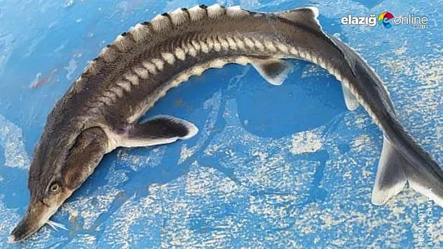 Sibirya Mersin balığı tekrar ağlara takıldı