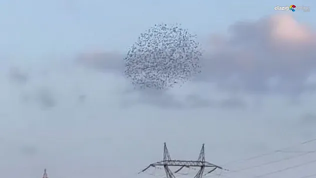 Elazığ'da Akşam Saatlerinde Sığırcıkların Dansı Göz Kamaştırdı!