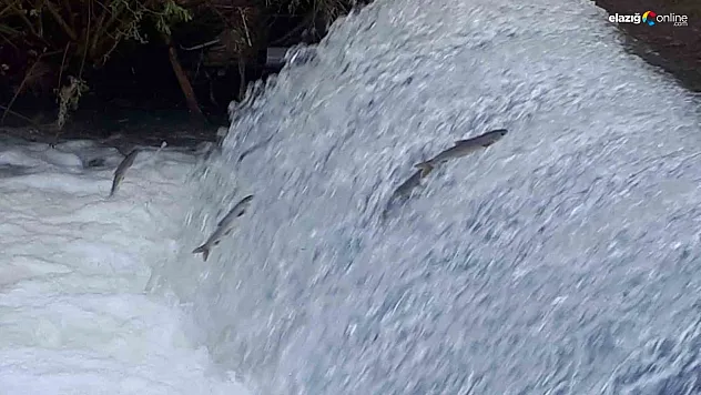 Akıntıya karşı göç başladı!