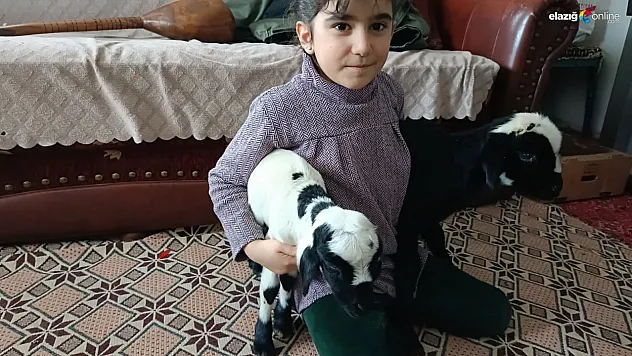 Soğuk hava kuzuları eve taşıdı!