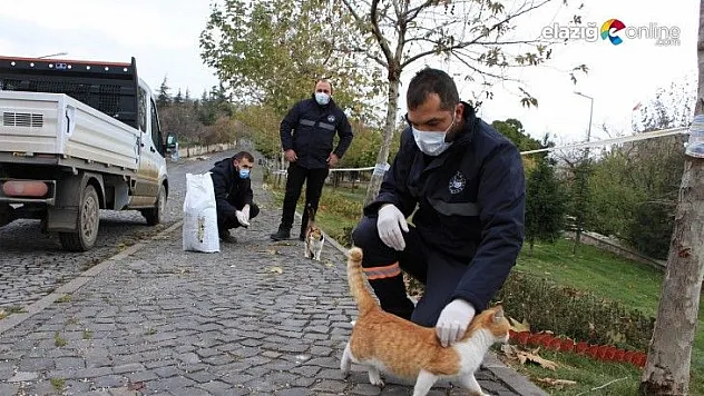 Sokağa çıkma kısıtlamasında sokak hayvanları unutulmadı
