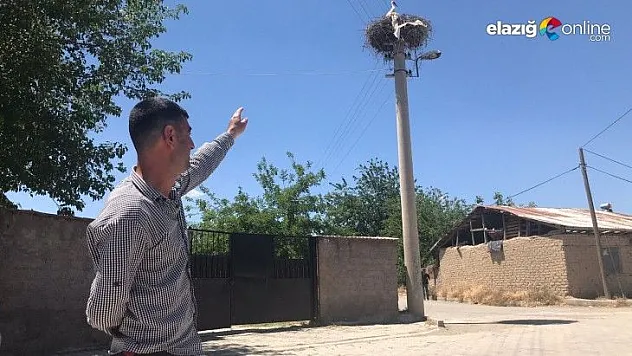 Beyaz Pamuk ve Leylek Baba yavrularıyla görüntülendi