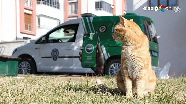 Sokak hayvanlarının imdadına polis yetişti