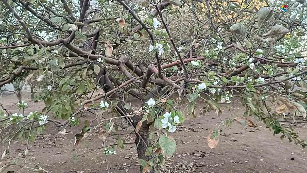 Elazığ'da Bahar Manzarası: Sonbaharda Çiçek Açan Ağaç Herkesi Şaşırttı!