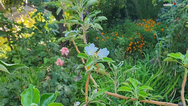 Sonbaharda Bahar Gibi Manzara: Elazığ Palu'da Elma Ağacı Çiçek Açtı!