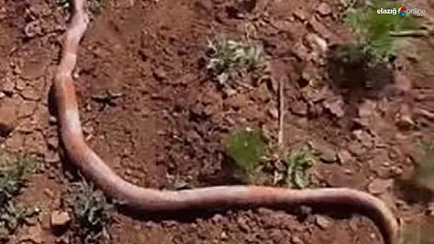 Su kuyusu kazısında 2 metrelik yılan çıktı