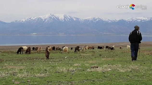 Suların çekildiği baraj  havzası hayvanlara otlak oldu