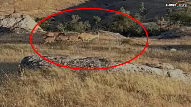 Tarihi Harput koruma altındaki dağ keçilerine ev sahipliği yapıyor