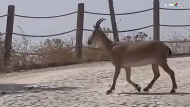 Harput'ta Koruma Altındaki Dağ Keçileri Nefes Kesen Görüntüler Oluşturdu!