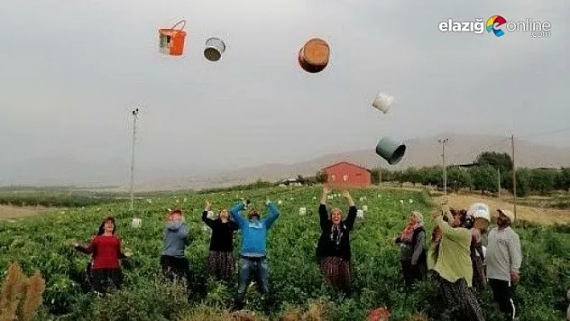 Tarlada çalışanlar, kovaları havaya fırlatarak sezonu kapattı