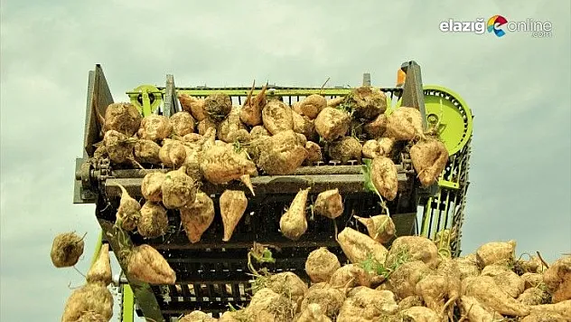 Tarlalarda yoğun hasat mesaisi başladı
