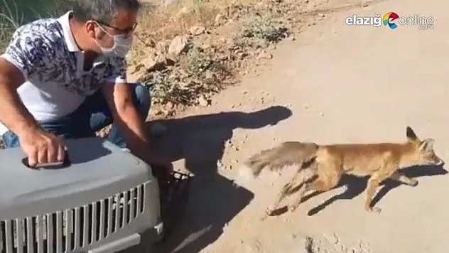 Tedavisi yapılan tilki doğaya salındı