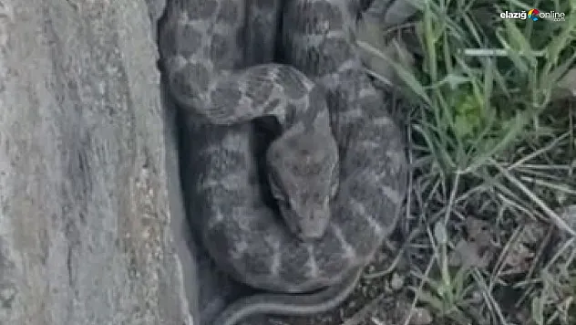 Elazığ'da Engerek Yılanı Paniği! Vatandaşın Rahat Tavırları Olay Oldu!