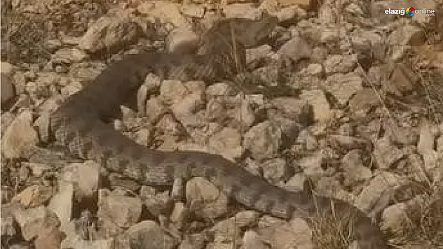 Elazığ'da Görüntülendi! Engerek Yılanının Boyutu Herkesi Şaşırttı