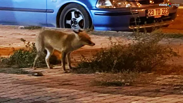 Tilkiler Elazığ'da Yiyecek Arayışında: Şehir Merkezinde Görülen İlginç Anlar