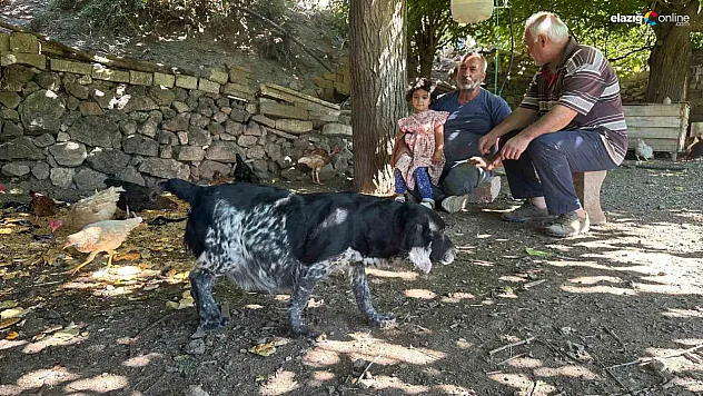 Ulukent Mahallesi'nde Tilkiler Kümesleri Bastı, Mahalleli Nöbet Tutmaya Başladı!