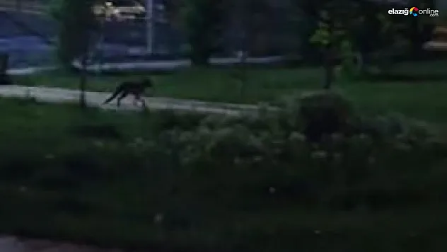 Artık onlarda şehirli oldu! Resmen mesken tuttular