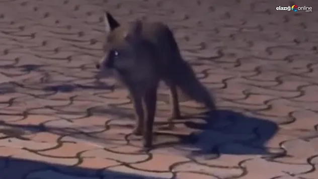 Tilkiyi fark eden sürücüden ilginç yöntem!