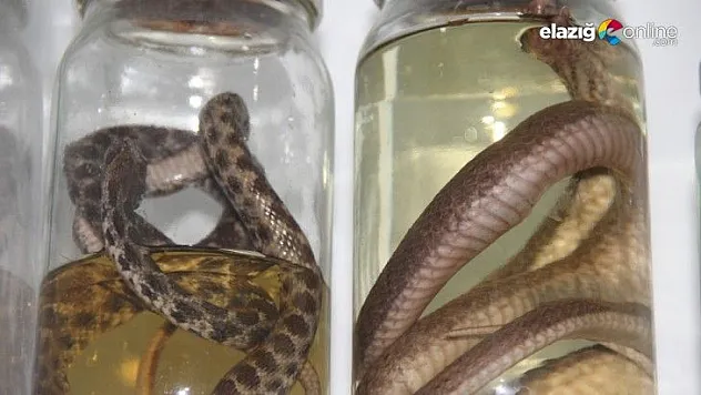 Toprak Kaymaları Ve Depremler Yılanların Yaşam Alanlarını Bozdu