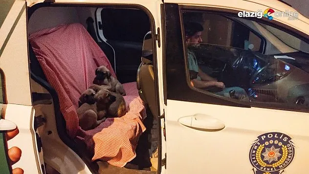 Torbaya konularak ölüme terk edilen 6 köpek yavrusu kurtarıldı