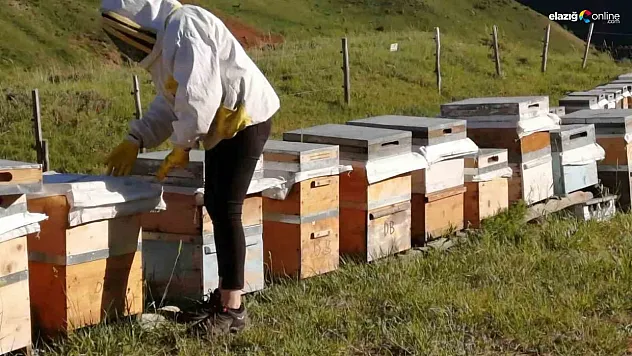 Tunceli Arıcı Yetiştiricileri Birliği bal alım fiyatlarını açıkladı