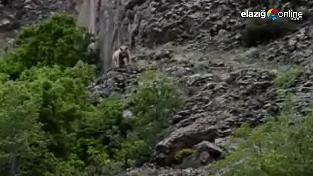 Tunceli'de 2 bozayı görüntülendi