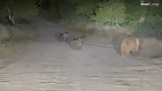 Tunceli'de anne ayı ve 2 yavrusu yiyecek ararken görüldü