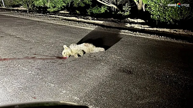 Tunceli'de aracın çarptığı yavru ayı telef oldu