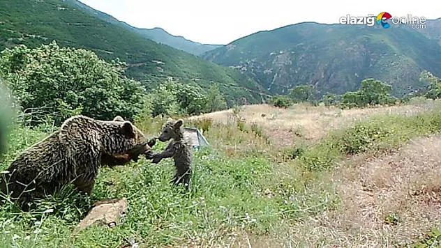 Tunceli'de bozayıların su yalağında yıkandığı anlar fotokapana yansıdı