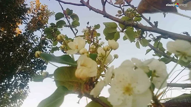 Tunceli'de çiçek açan armut ağacı şaşırttı