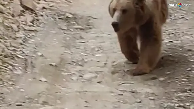 Tunceli'de dağ keçileri ve ayı ailesi kamerada