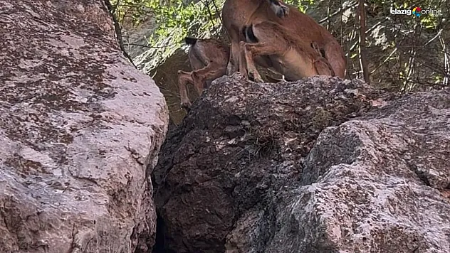 Tunceli'de dağ keçileri yerleşim yerlerine kadar indi