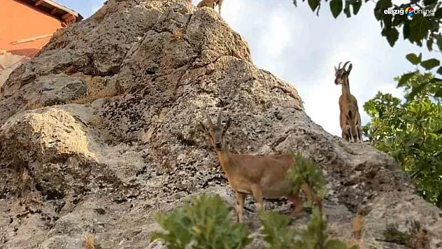 Tunceli'de dağ keçilerinin sevimli halleri gülümsetti