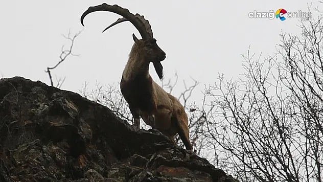 Tunceli'de dağ keçisi av ihaleleri iptal edildi