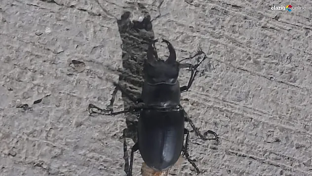 Tunceli'de görüldü: Zarar vermenin cezası 557 bin TL