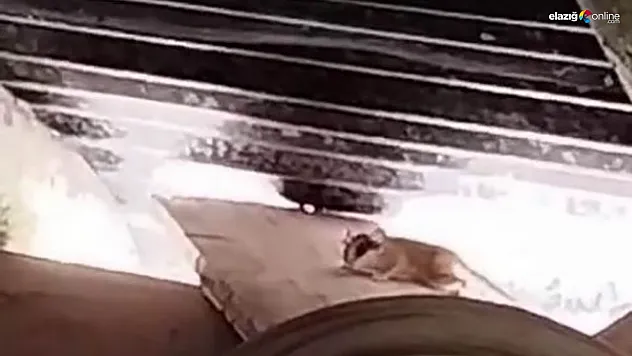 Tunceli'de ilk kez görüntülendi, sevimli hareketleriyle dikkatleri üzerine çekti