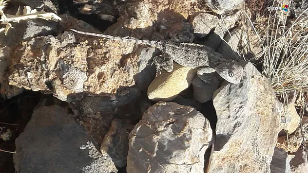 Tunceli'de kırmızı listede bulunan 'Bozkır Keleri' görüldü