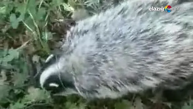 Tunceli'de kırmızı listedeki porsuk görüntülendi
