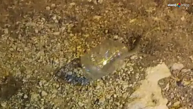 Tunceli'de kız yurdunda yakalanan engerek doğaya bırakıldı