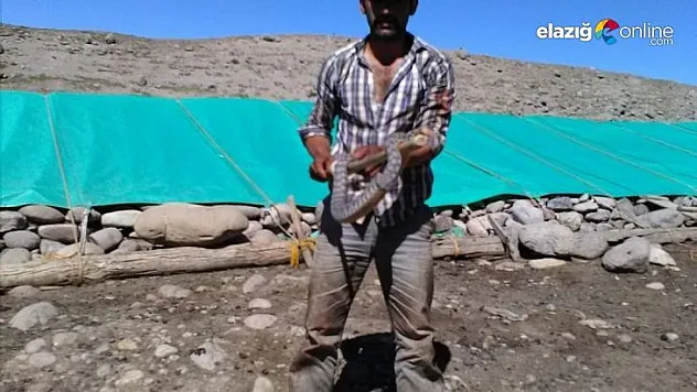 Tunceli'de koca engerek yılanı kuzu ağılına girdi