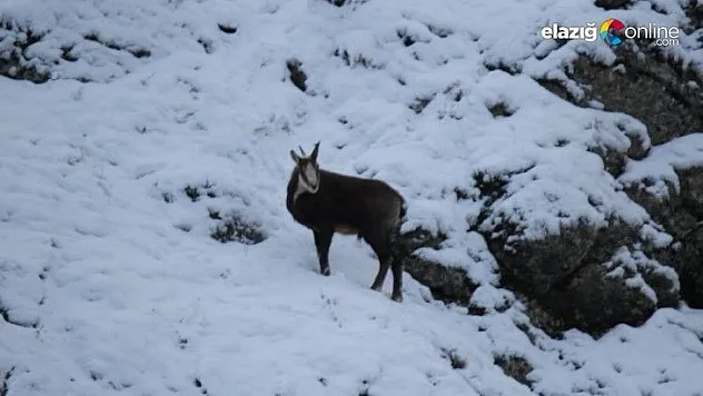 Tunceli'de koruma altındaki şamualar görüntülendi