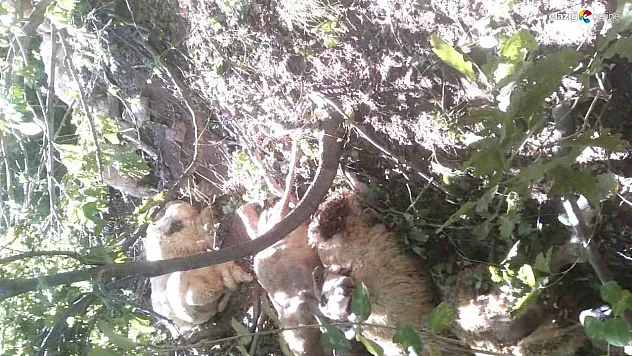 Tunceli'de kurt saldırısı sonucu oluşan izdihamda 30 koyun telef oldu