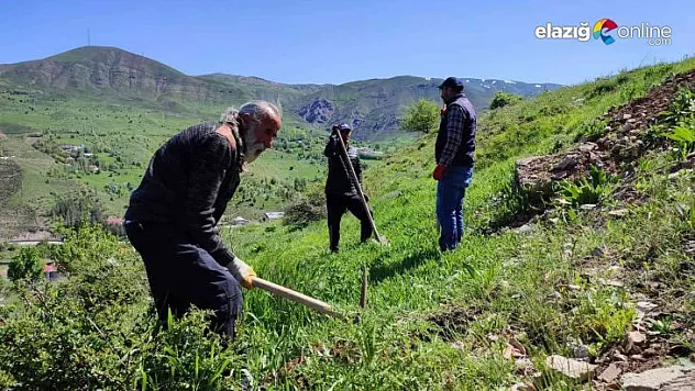 Tunceli'de meyve fidanları toprakla buluştu